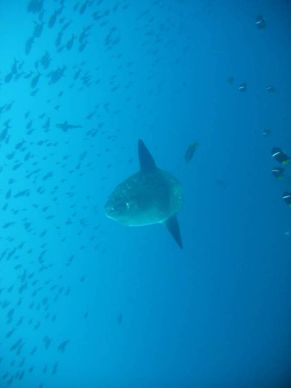 O fantástico peixe-lua em mergulho na Isla Isabel, em Galápagos